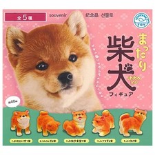 Mattari Shiba Inu Figure / Gacha Full Set of 5 Capsule Japan