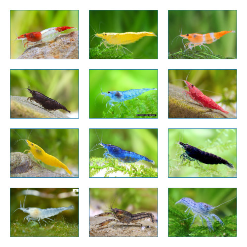 Crevettes Neocaridina Colorées et Robustes pour Nettoyage d'Algue en Aquarium
