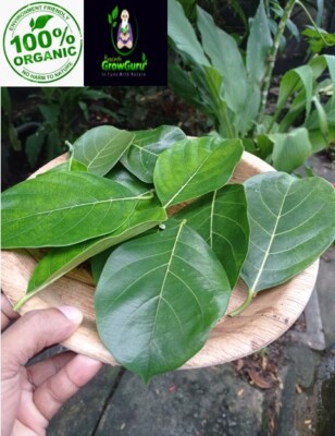Ceylon Natural Dried Jackfruit Leaves Koskola 50PCs 100% Pure Organic Bio Shrimp