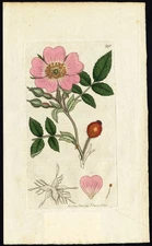 Antique Botany Print-DOWNY LEAVED DOG ROSE-Smith-Sowerby-1802