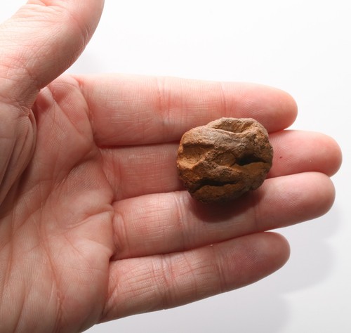 LARGE Meta Sequoia Pine Cone Fossil - Hell Creek Cretaceous VERY HEAVY