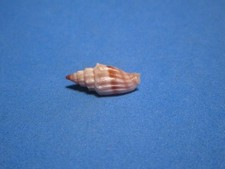 Vexillum gruneri Reeve, L.A., 1844 "RUSTY-ROSE COLOR"  (20.7mm)