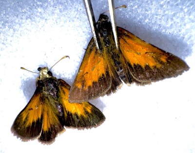 2 RARE AARONS SKIPPER BUTTERFLIES - Poanes aaroni #1