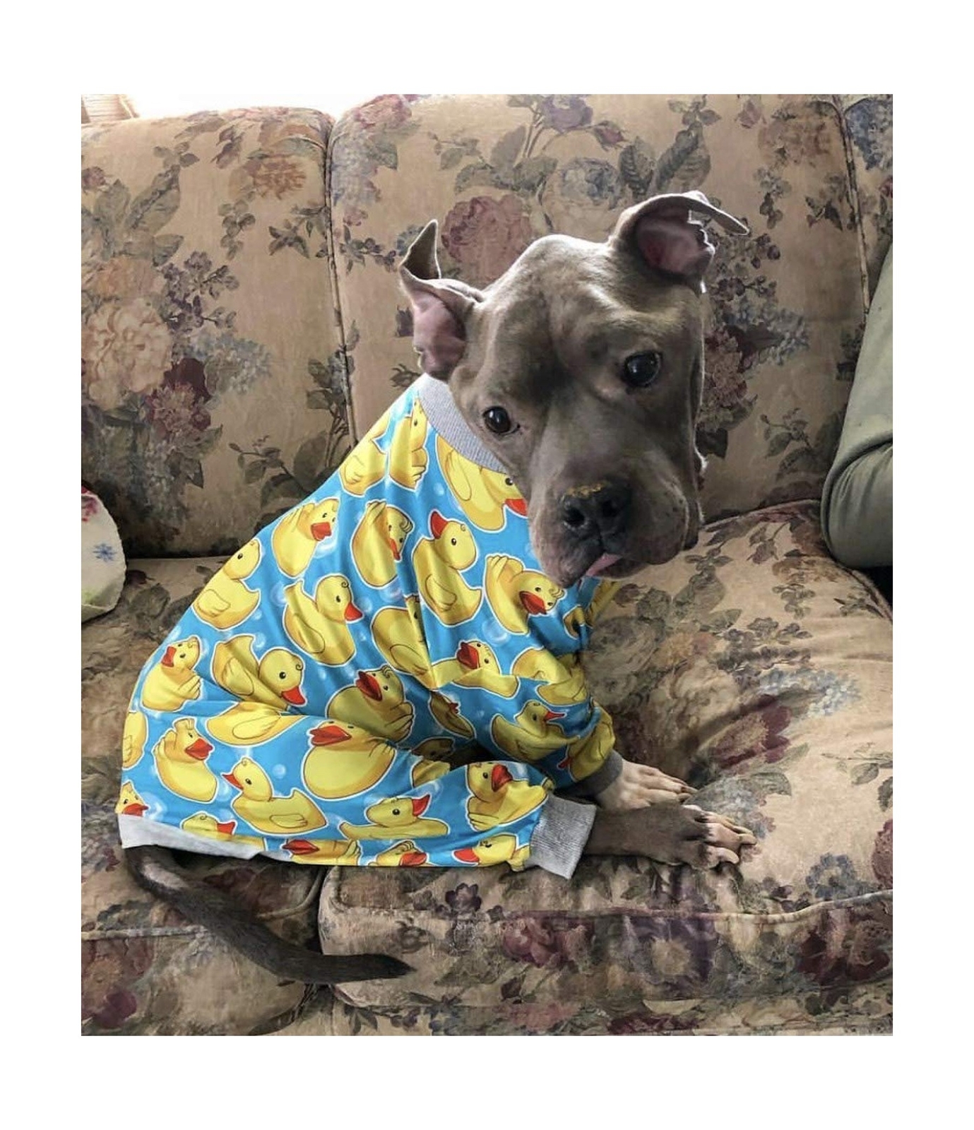 tooth and honey pitbull pajamas