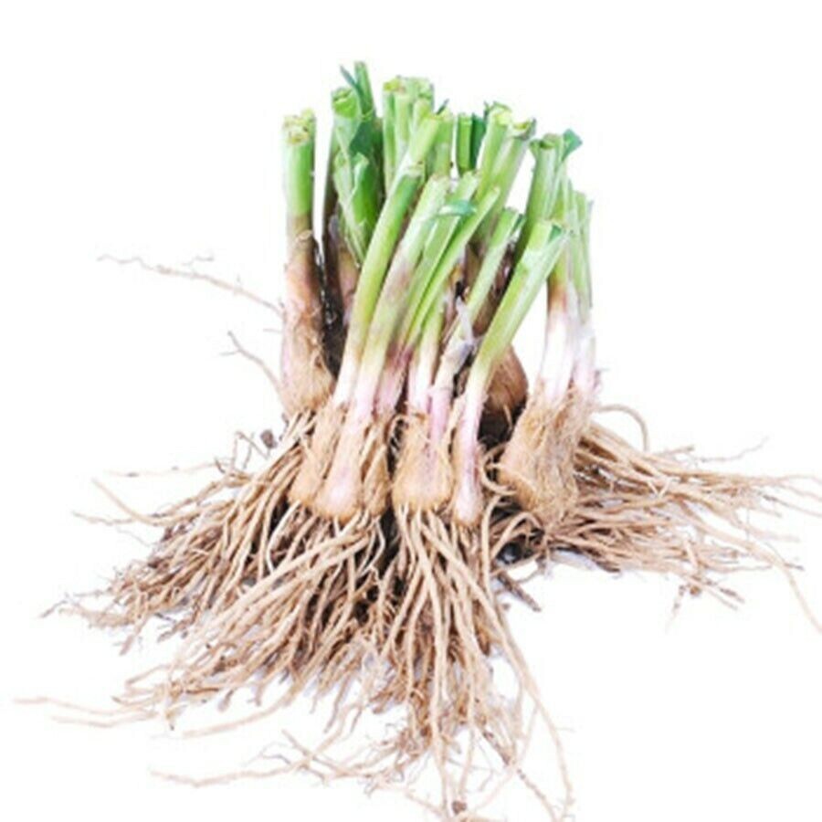 Garlic Chives Root