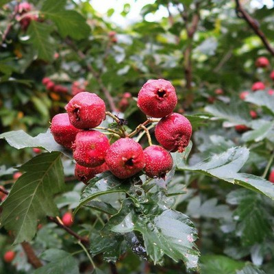 50 Hawthorn Seeds Maybush Haw May tree Fruit S103 | eBay