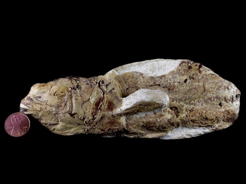 6,8 Zoll Goulmimichthys Fisch fossile Matrix Kreide Dinosaurier Alter Goulmima Marokko - Bild 2 von 9
