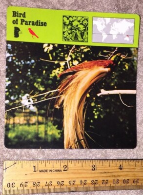 VINTAGE Bird Species CARD - Bird Of Paradise - 1975-1976 PRINTED