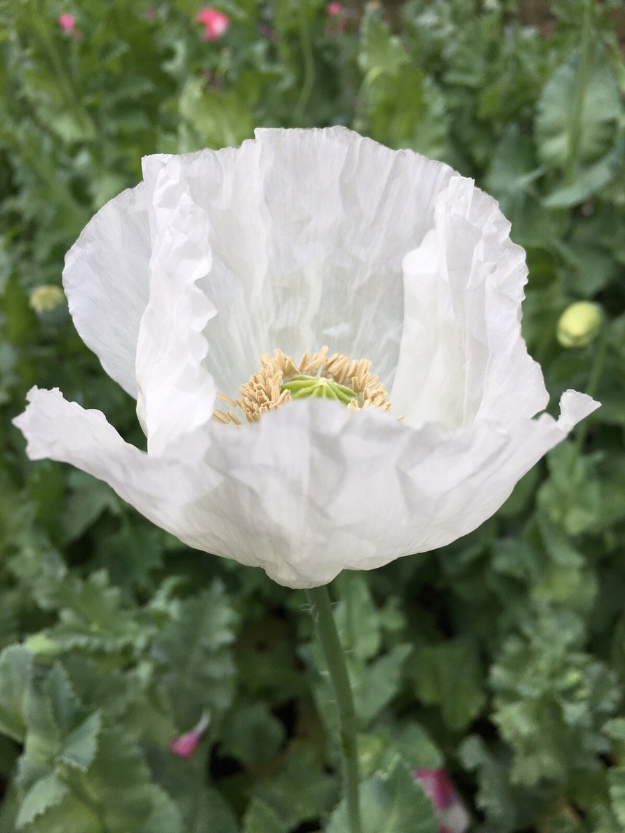Izmir Afghan White Special Poppy (500+ seeds) | eBay