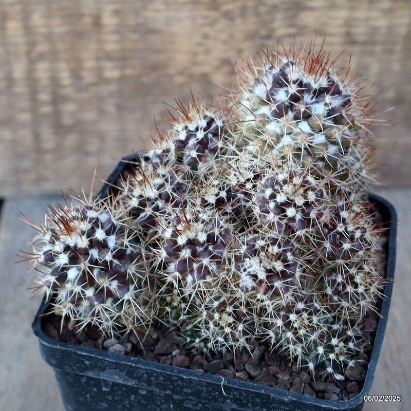 A1925 MAMMILLARIA SPINOSISSIMA MONSTER pot10-H11-W14 cm MaMa Cactus | eBay