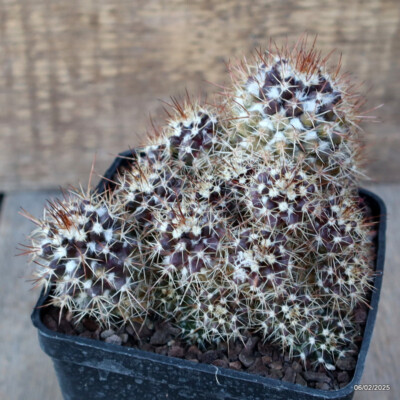 A1925 MAMMILLARIA SPINOSISSIMA MONSTER pot10-H11-W14 cm MaMa Cactus |  eBay.de