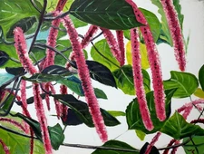 "Wonderous Acalypha"#139- Original Expressive Oil Painting by Julia Lusd 18"x24"