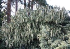 Garrya Elliptica James Roof Silk Tassel Outdoor Bush Shrub Plant