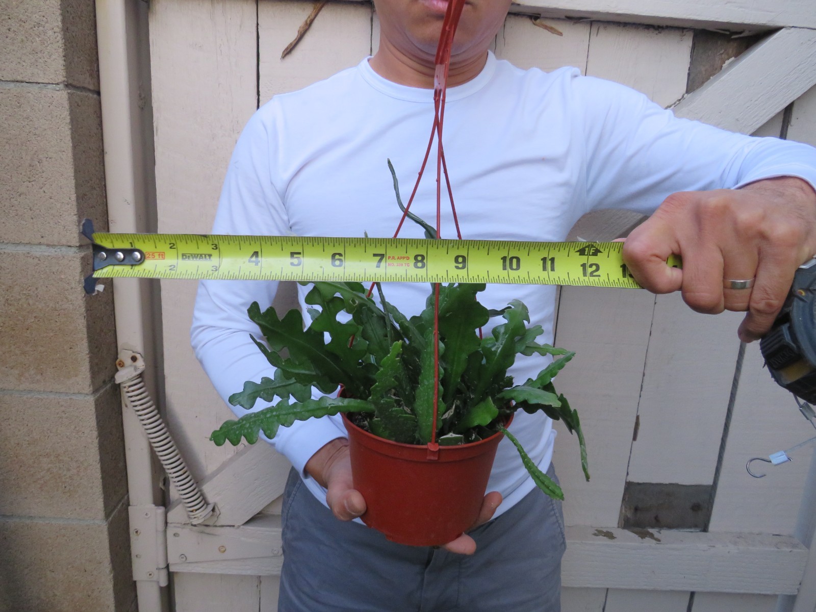 Cryptocereus anguliger Ric Rac Fishbone Cactus Succulent