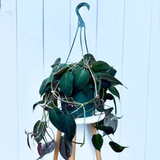Philodendron Micans, Philo Micans, LIVE vine houseplant in 8" hanging pot