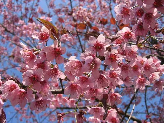 Prunus Cerasoides Puddum 20 Seeds, Wild Himalayan Cherry Fruit Tree, Bonsai - Image 3 of 4