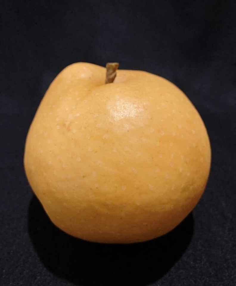 Food Sample Pear Large eBay