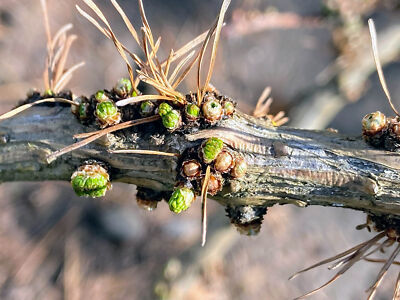 Larix decidua 'Krejci' - European Larch *Live Plant | eBay