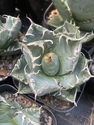 Agave Titanota imps RareAgave Beautiful Plant Garden Décor