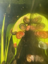 10 Small Ramshorn Snails Live Freshwater asst. colors