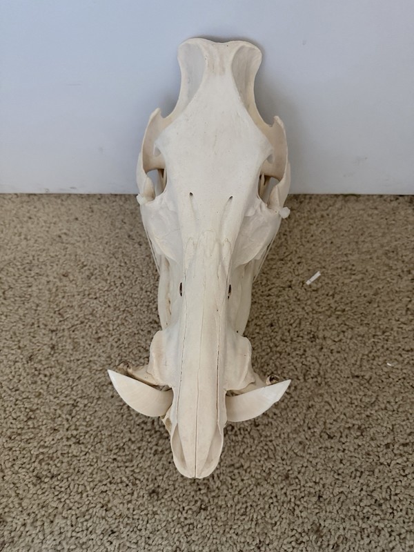 Wild Boar Skull Taxidermy Real Bone 13 Inch Small Animal From Animal