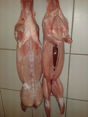 2 kleine Kaninchen küchenfertig zerlegt je 1,5 kg fleischig-mager  jung 40  