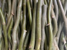 25 X 30cm/12inches Corkscrew Twisted Willow Cuttings, Freshly Cut