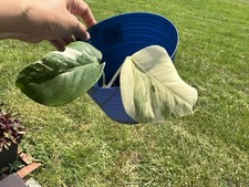 Monstera Albo Variegated Exact Live Rooted Plant - US Seller - 2