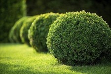 Boxwood Japanese | 10 Live 2 Inch Plants | Buxus