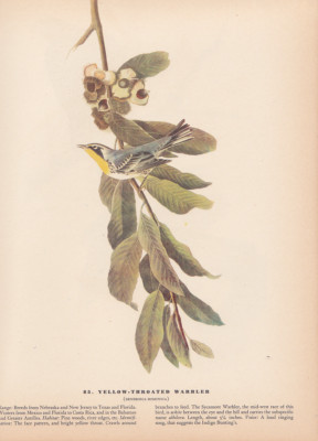 Audubon 1942 Vintage Bird 85''Yellow Throated Warbler'' Full Color Art Plate Litho