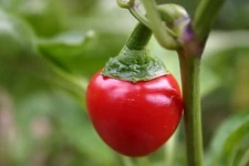 South African sweet piquante peppa dew pepper seed -  40 seeds