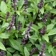 Cinnamon Basil Seeds | Heirloom / Non-GMO | Free Ship | Open Pollinated | 1125
