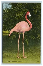Postcard Coral Flamingo Florida Bird Linen UNP