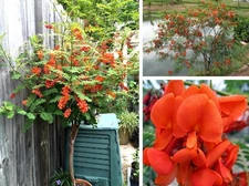 20+ Sesbania punicea Seeds – Red Wisteria Shrub – Orange-Red Blooms