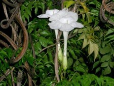 China Doll/Asian Bell Tree (Radermachera sinica) 20 Seeds