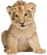 Sticker Car Motorcycle Decoration Animal Baby Lion Cub Child