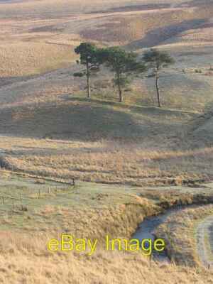 Photo 6x4 Flemington Burn Bordlands Three pines on an old boundary above  c2007
