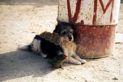 Vintage 35mm Color Film Slide Dog and Parrot by Rusty Barrel X-800