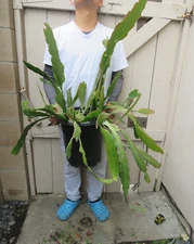 Epiphyllum Hookeri Strictum Orchid Cactus Succulent