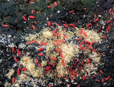 Thai-Red Springtails +30 (Lobella Sp) Clean-Up-Crew/Feeders