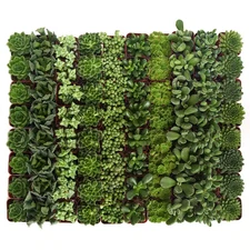 2 In. Green Succulent (Collection of 40)