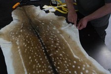 Damwild Rothirsch Damwildfell Hirschfell Rehfell