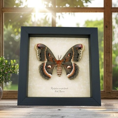 Cecropia Moth Hyalophora cecropia Female Silk Moth Framed North American Display