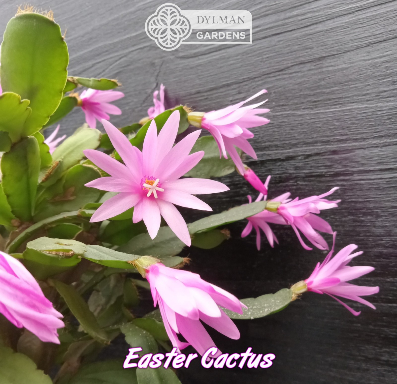 Easter Cactus - Rhipsalidopsis x graeseri - Live Plant 2 to 4 inches - Whitsun