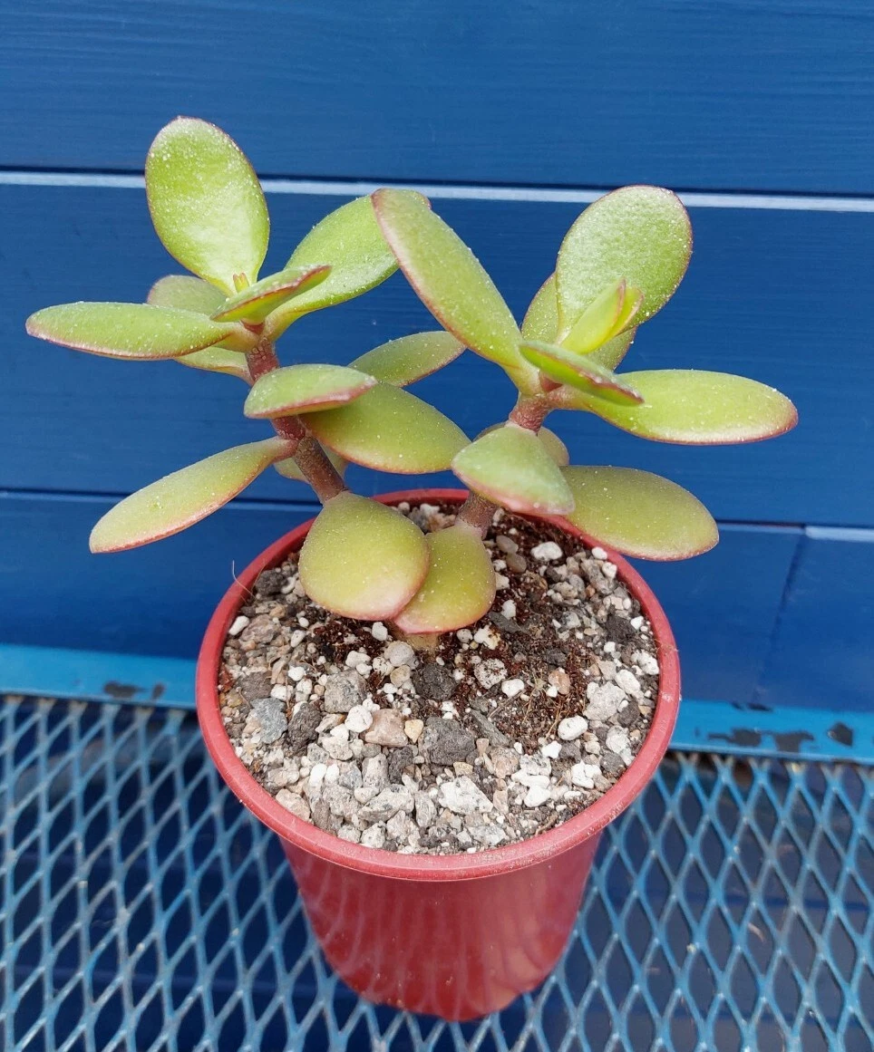 Money sale tree succulent