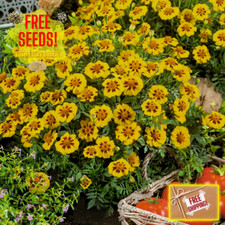 Fresh Dainty Marietta French Marigold Seeds  Heirloom Non-GMO  Flower Seeds