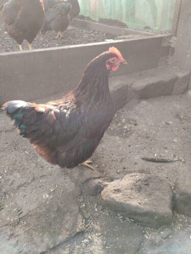 6x PURE BREED RHODE ISLAND RED “BANTAM” CHICKEN HATCHING EGGS / RHODIES / RIR - Picture 20 of 24