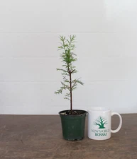 Bonsai Tree, Dawn Redwood, Fast Grower, Starter tree, Live Bonsai Tree