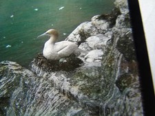 ANTIQUE REAL PHOTOGRAPH PHOTO ANIMAL BIRD MAGIC LANTERN SLIDE GANNET ON NEST
