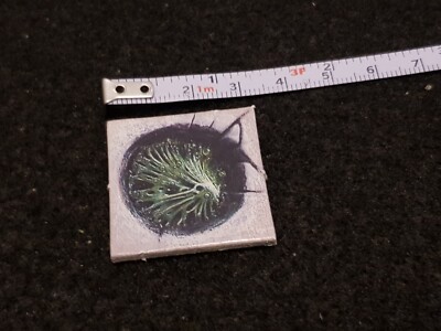 GW Warhammer Quest Szenerie Marker SCHLIME TRAP Token Fantasy RPG Overlay Held D&D